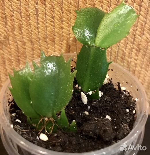 Декабрист шлюмбергера