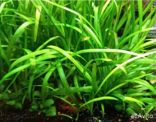 Живые растения для аквариума