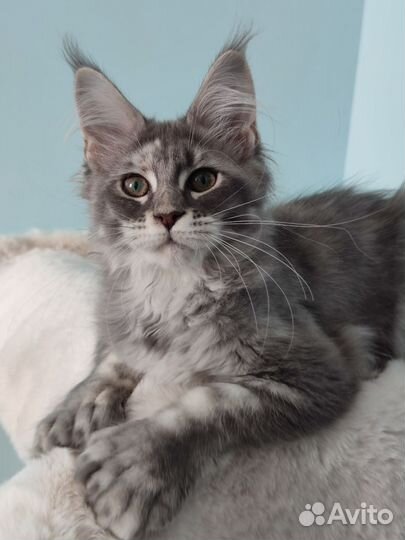 Мейн-кун котёнок полидакт