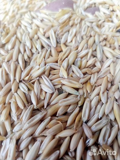 Продам овес ячмень