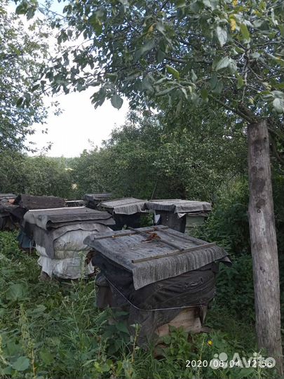 Пчелы среднерусской породы