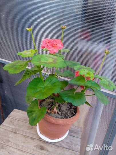 Комнатные цветы