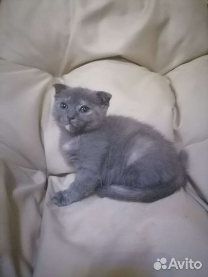 Шотландская девочка