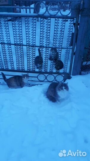 В добрые руки,хорошеньких котят