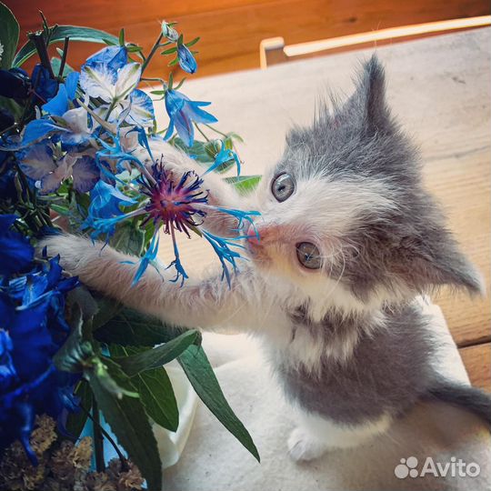 Отдам котенка в добрые руки