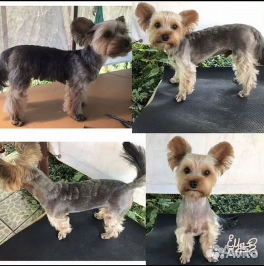 Стрижка кошек и собак. Ветврач. Читайте ниже