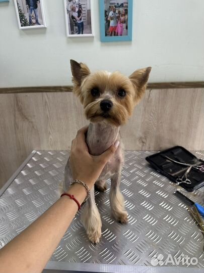 Ветеринарный врач. Грумер собак и кошек