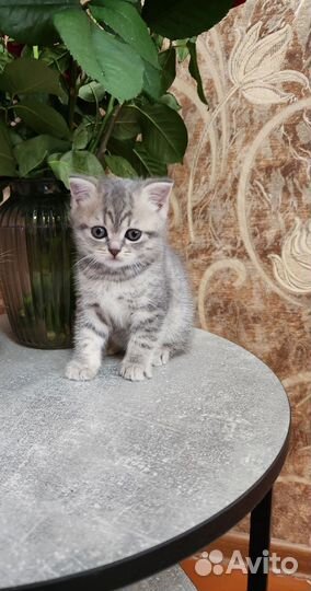 Шотландские прямоухие котята