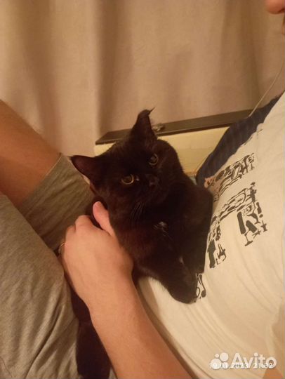 Кошка кашемировая