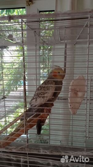 Попугай корелла с клеткой