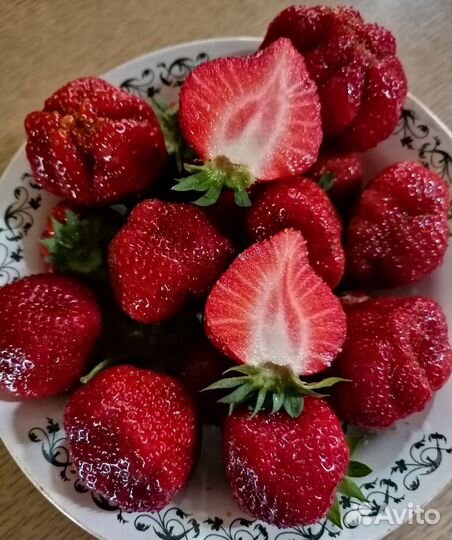 Рассада клубники