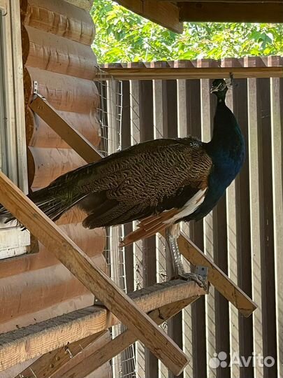 Индийский павлин