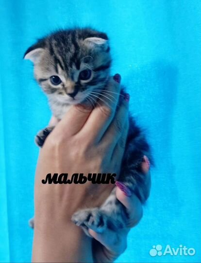 Кошка в дар бесплатно