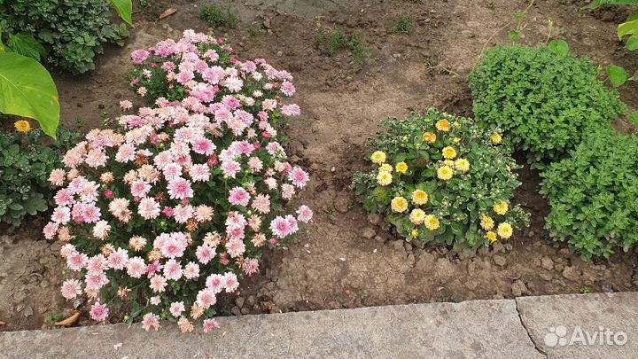 Домашние декоративные растения