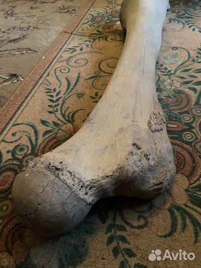 Кость мамонта