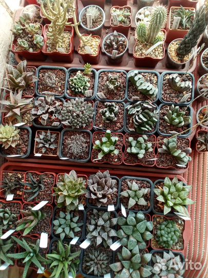 Продам коллекцию суккулентов