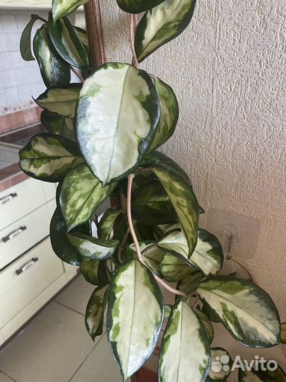 Хойя карноза триколор