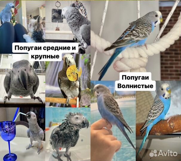 Передержка животных, птиц. рептилий