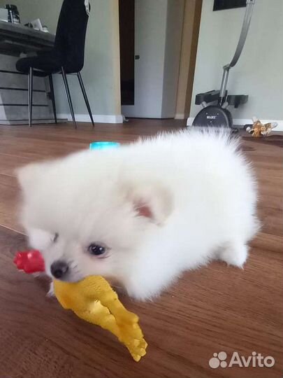 Померанский шпиц