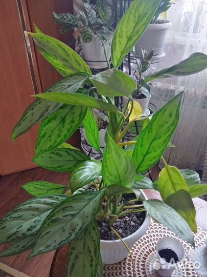 Аглаонема Мария