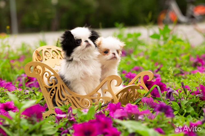 Японский хин