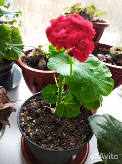 Пеларгония сортовая Скарлетт рамблер