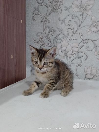 Кошка в дар
