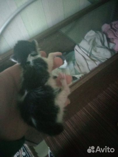 Отдам котят бесплатно