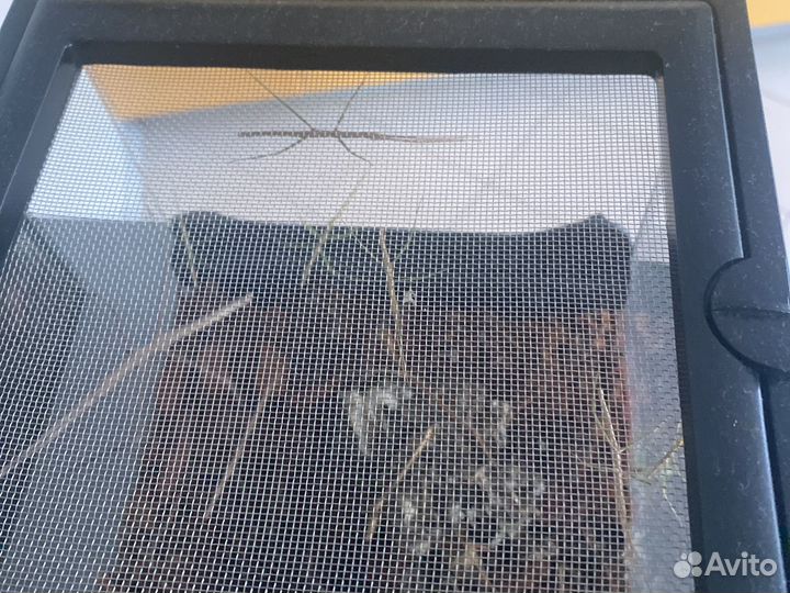 Террариум с палочниками