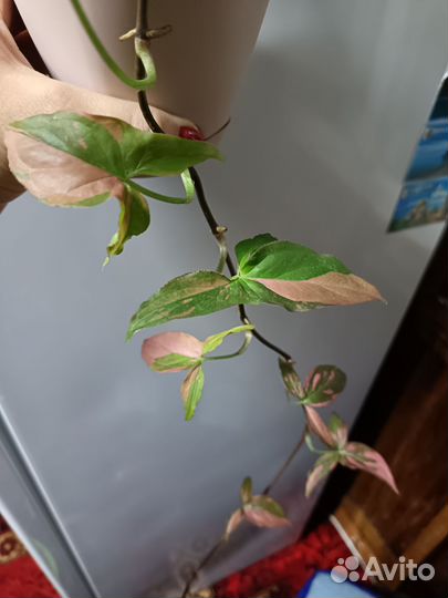 Сингониум ред спот