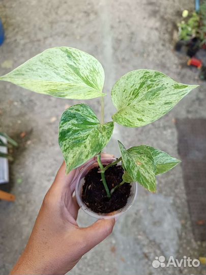 Сциндапсус, эпирепренум, сингониум