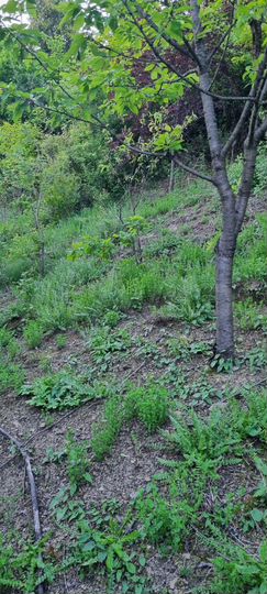 Участок 4 сот. (ИЖС)