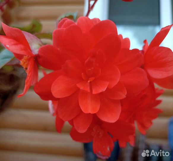 Бегония ампельная