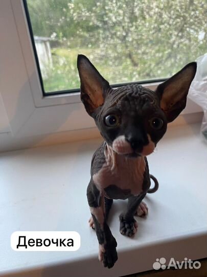 Канадский сфинкс котенок