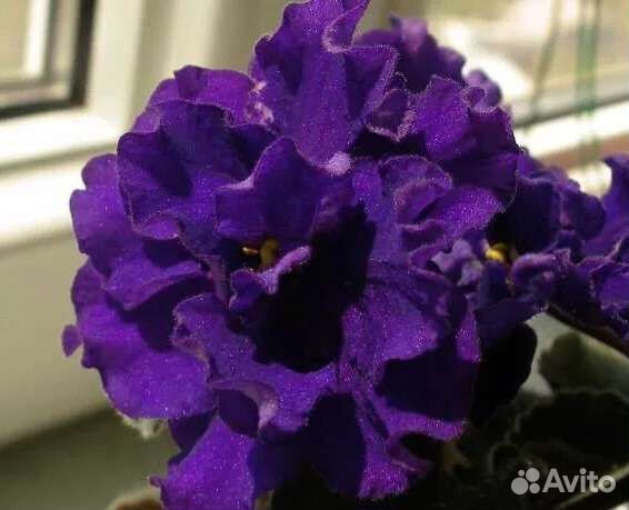 Сортовые фиалки