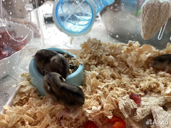 Джунгарский хомяк