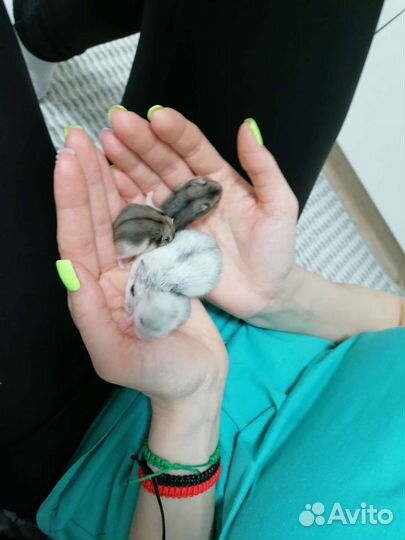 Джунгарский хомяк