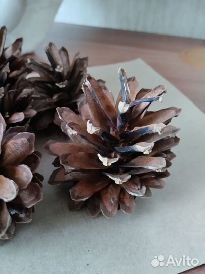Шишки сосновые для творчества и поделок