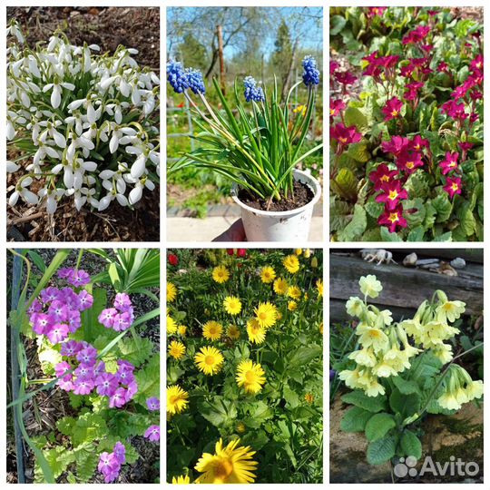 Многолетние садовые растения