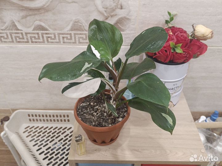 Филодендроны