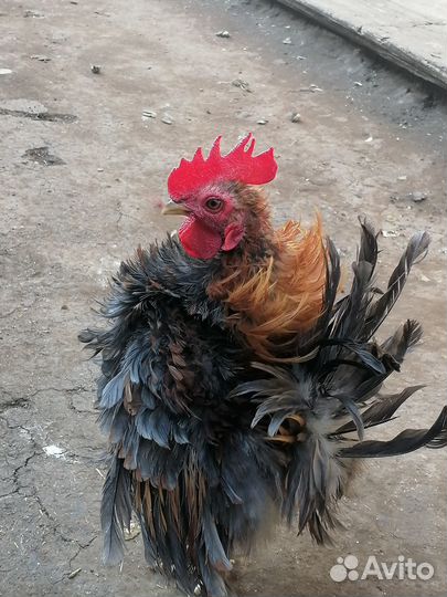 Продам семью 1+1 малазийская серама