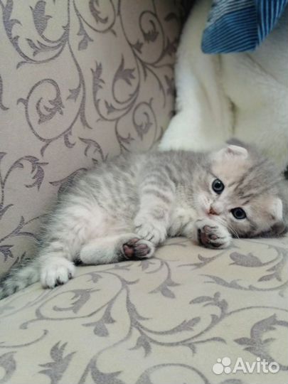 Шотландские котята