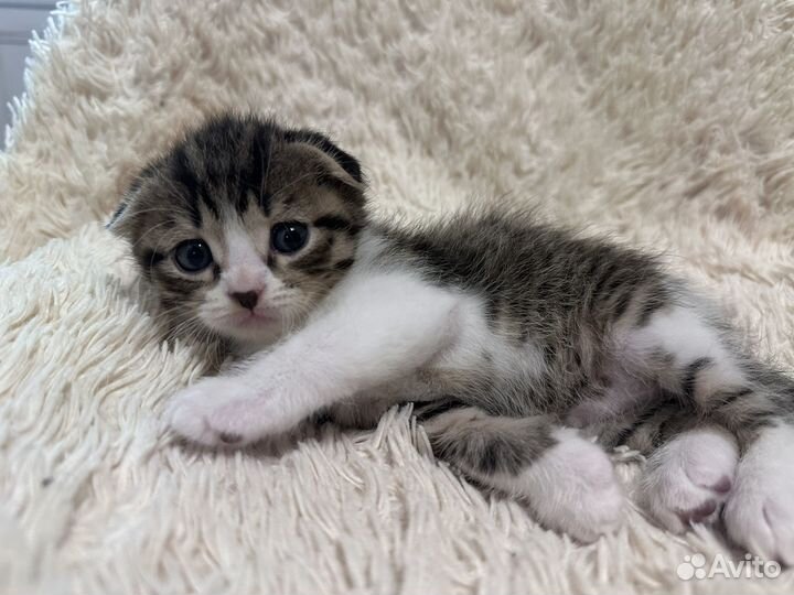 Британские котята