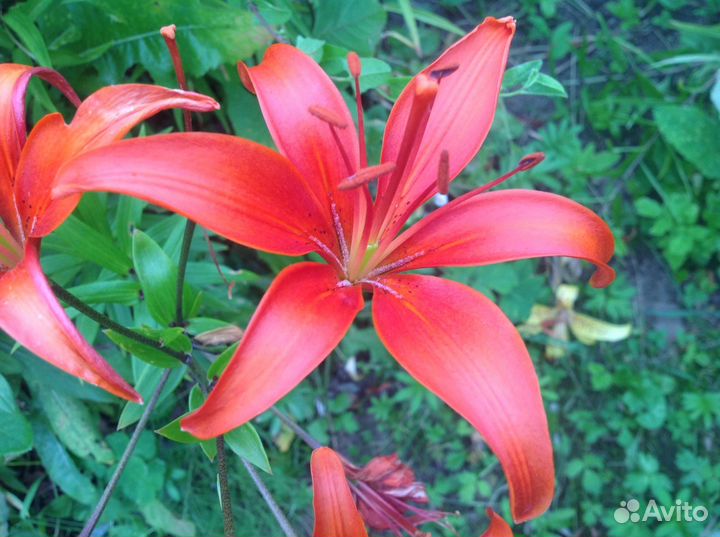 Лилии многолетние