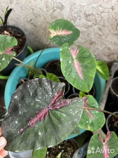 Колоказия Madeira Star новый сорт