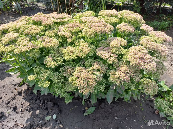 Очиток Королевский