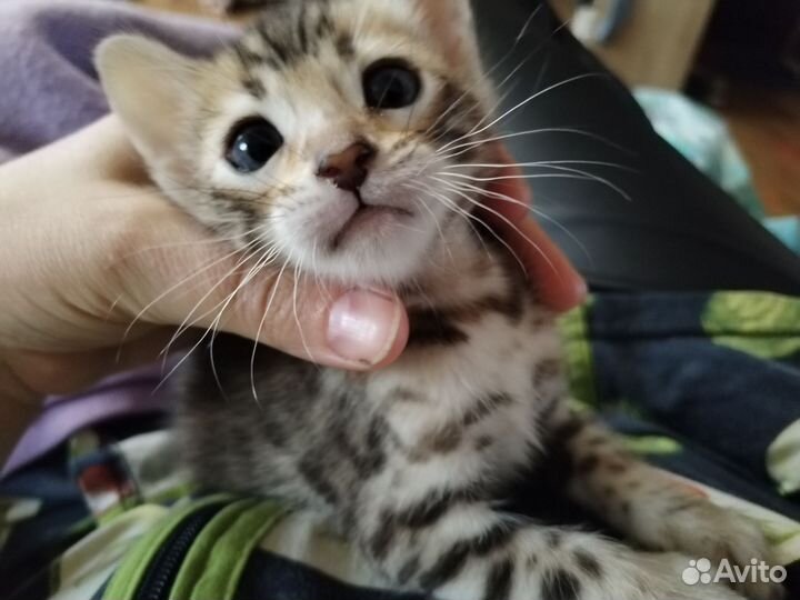 Бенгальская