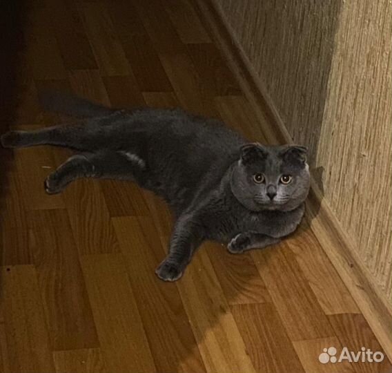 Британский кот вязка