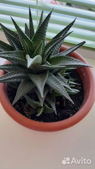 Комнатные цветы