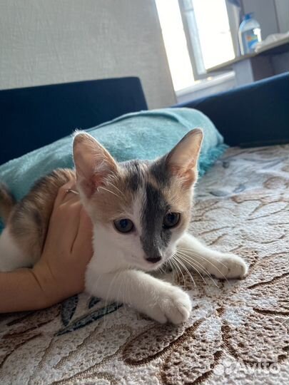 Котенок кошка девочка ласковая